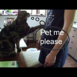 Gatos pidiendo ser acariciados