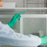 Un fármaco mata al parásito de la malaria con una dosis de menos de un euro