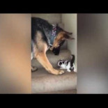 Este pastor alemán ayuda a este gatito a subir las escaleras