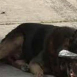 Abandonan a un pastor alemán con una cinta adhesiva en la boca y los ojos para que no les siga