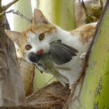 Guerra mundial contra los gatos