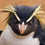 De OneDrive en Linux, y de cómo quejarse sí funciona