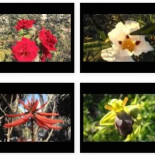 Flores y plantas con flores