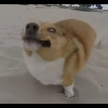 Recopilación de fails perrunos