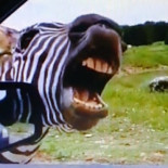 Cebra pidiendo comida