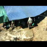 Una higuera que creció desde el estómago de un muerto resolvió un misterio de más de 40 años