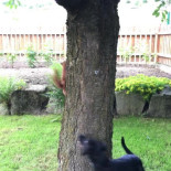 Troldilla, el troll ardilla