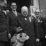 La salud del bulldog no mejorará: su genética ha llegado a un punto de no retorno