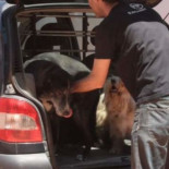 Mueren tres perros encerrados en un coche al sol en Calafell