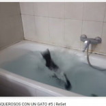 Petition :para que Reset deje de subir vídeos maltratando gatos