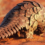 El pangolín necesita hacerse famoso para evitar la extinción