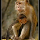 Rabietas infantiles y presión social