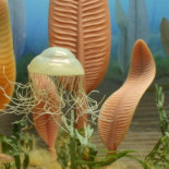 Así eran los primeros animales de la Tierra