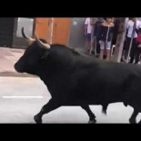Toro agoniza durante un encierro en las fiestas de Vila Real (Castellón)