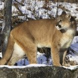 Un puma persigue y ataca a dos ciclistas, matando a uno de ellos e hiriendo gravemente al otro