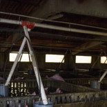 Expedientan a la integradora de la granja en la que se ahogaron 100 cerdos en la última crecida del Ebro