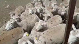 Una plaga de langostas asola cultivos en Extremadura: "Está todo arrasado"