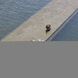 Patitos en el río Manzanares