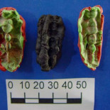 El "chicle" de 8000 años que conserva ADN humano [ENG]