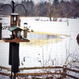 CornellLab Bird Cams [ENG]