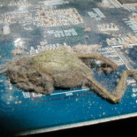 Encuentran el cadáver de una rana sobre una tarjeta de vídeo