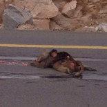 Llanto de mono por su madre atropellada conmueve Arabia Saudita