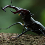 Los niños que jugaban con las vacalorias