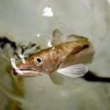 Nace la primera merluza en cautividad