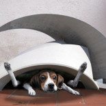 Los bomberos rescatan a un perro atrapado en una caseta diseñada por Santiago Calatrava [HUMOR]