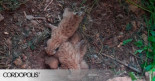 Rescatan a cuatro cachorros de lince tras morir atropellada su madre en Montoro