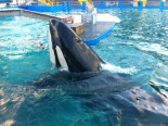 Muere la orca Lolita, cautiva desde 1970 en Miami