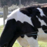 Deleite vuelve al mercado para producir 1 millón de litros al mes antes de final año