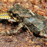 El sapo no se está comiendo al insecto, es el insecto el que se come al sapo [ENG]