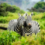 Descubren la verdadera función de las rayas de las Cebras