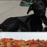 Con perros y gatos, protestarán en el Ángel contra IVA en comida para mascotas