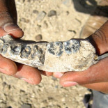 El primer humano vivió medio millón de años antes de lo que creíamos