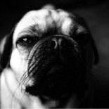 Un caso práctico del complemento directo preposicional: mis tetas