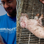 7 fotos de animales de granja que comparan cómo son sus vidas y cómo podrían ser