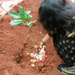 India planta casi 50 millones de árboles en 24 horas