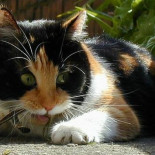 ¿Por qué no existen gatos (machos) de tres colores?