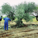 Nueve meses de cárcel y 3.240 euros de multa por no dar de alta a 62 trabajadores que cogían aceituna