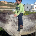 Ofrecen una recompensa de 2.000 euros para localizar al asesino del burro Alfalfero