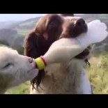 Las 7 etapas del amor