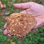 ¡Primer parietal humano! en Cueva Fantasma, Atapuerca