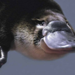 "Yo sobreviví a la picadura de un ornitorrinco"