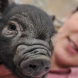 El cerdo vietnamita y la pitón real, nuevas especies invasoras en España