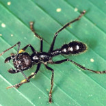 La picadura de esta hormiga duele tanto como un disparo