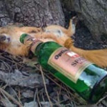 Curiosidades sobre la resaca