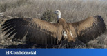 El experimento con buitres durante años que desmonta las quejas de ganaderos españoles