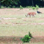 Una especie de tigre que se creía extinta puede haber sido avistada en Java (ENG)